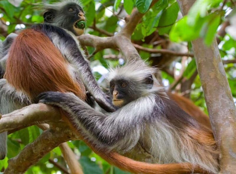 Explore The Jozani and Mangrove Forest - Exploring the Jozani and Mangrove Forest: A Natural Gem in Zanzibar