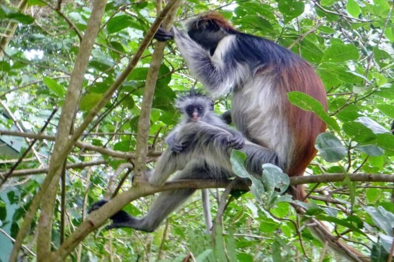 Explore The Jozani and Mangrove Forest - Key Points