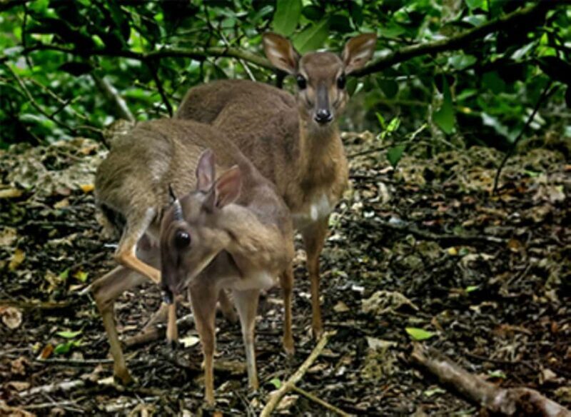 Explore The Jozani and Mangrove Forest - Additional Tour Options and Customizations