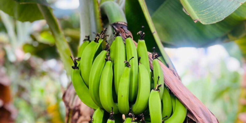 Explore the largest banana plantation in Cabo Verde - Why This Tour Offers Real Value