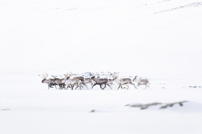explore-the-norwegian-fjords-and-the-wildlife-from-abisko
