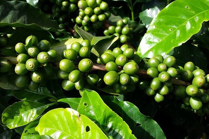 Explore The Rustic Life Of Thekkady - Detailed Breakdown of the Experience