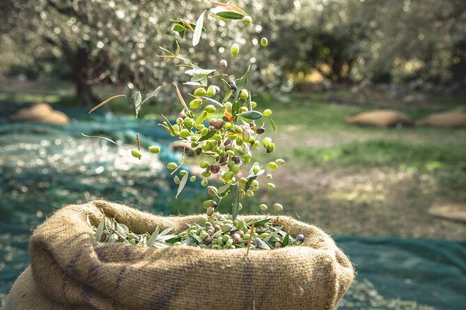 explore-the-secrets-of-wine-and-olives-2