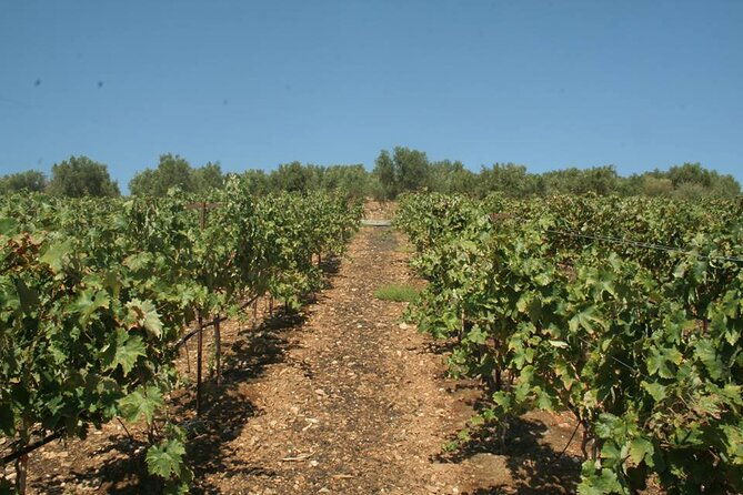 explore-the-secrets-of-wine-and-olives-in-rethymno