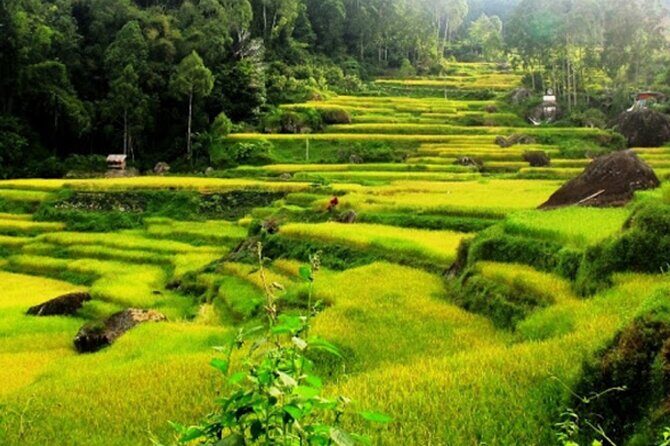 Explore Toraja Culture Heritage in 3 Days from Makassar - Who Should Consider This Tour?