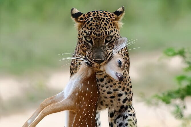 Explore Wild Wonders of Yala - Introduction