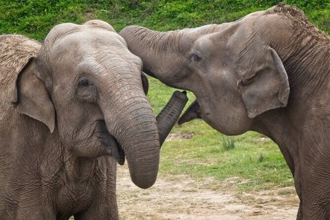 Explore Wild Wonders of Yala - The Sum Up