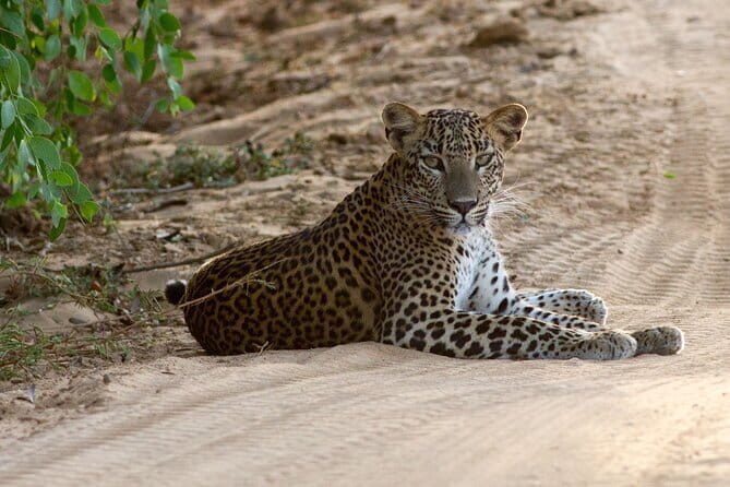 Explore Wild Wonders of Yala - FAQ