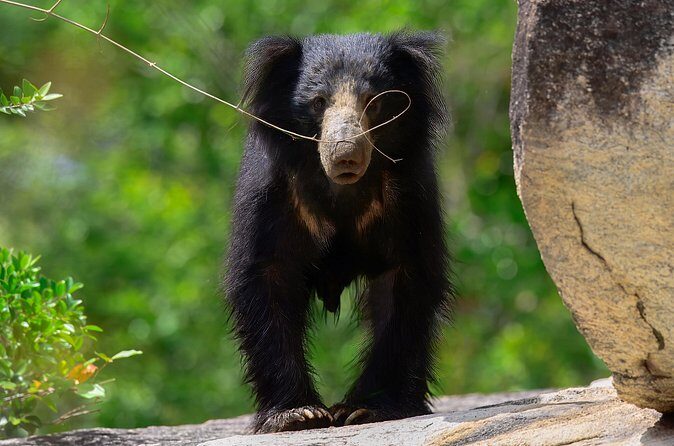 Explore Wilpattu National Park Private 4WD Tour - Practical Considerations