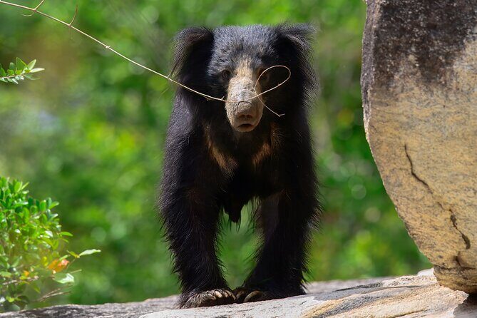 Explore Wilpattu National Park Private 4WD Tour - Who Will Love This Tour?