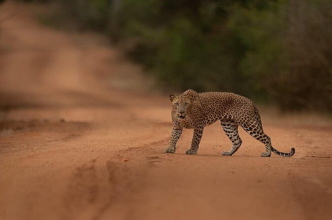 Explore Wilpattu National Park Private 4WD Tour - FAQ