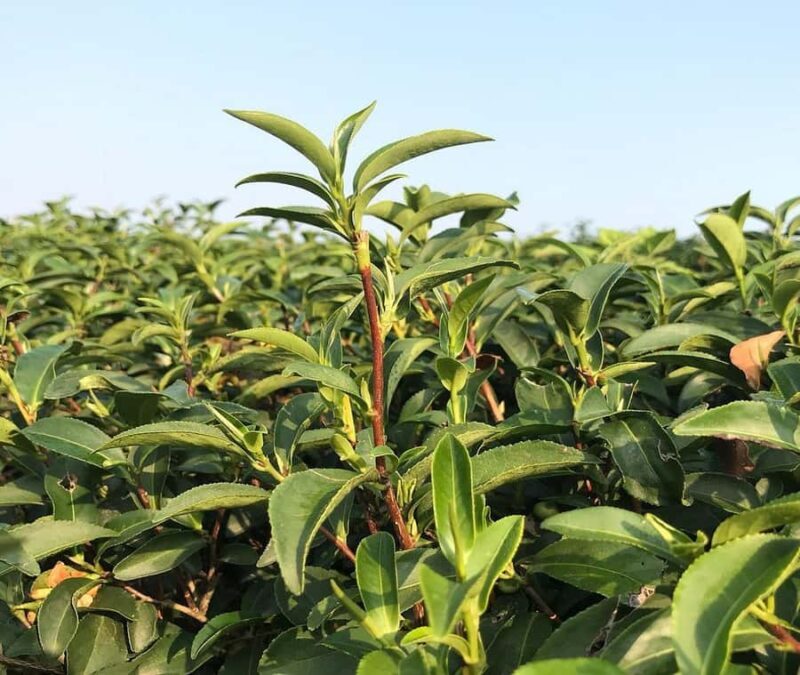 Explorer Border road and Nature ( Tea and Coffee ) - Key Points