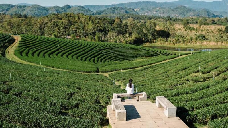 Explorer Border road and Nature (Tea and Coffee) Chiang Rai - Exploring Chiang Rai’s Border Road and Nature of Tea & Coffee