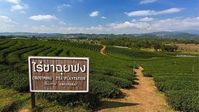 Explorer Border road and Nature (Tea and Coffee) Chiang Rai - Transportation, Timing, and Group Size