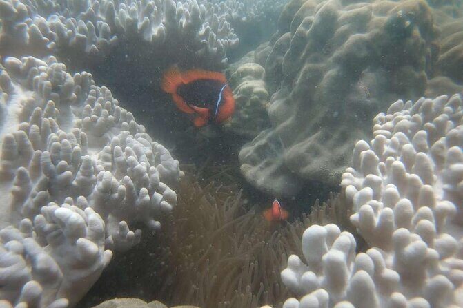 Exploring Cham Islands Day Tour by Speed Boat - Who Should Consider This Tour?