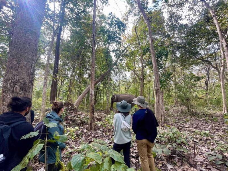 Exploring Don Village & Yok Don National Park - An Overview of the Experience