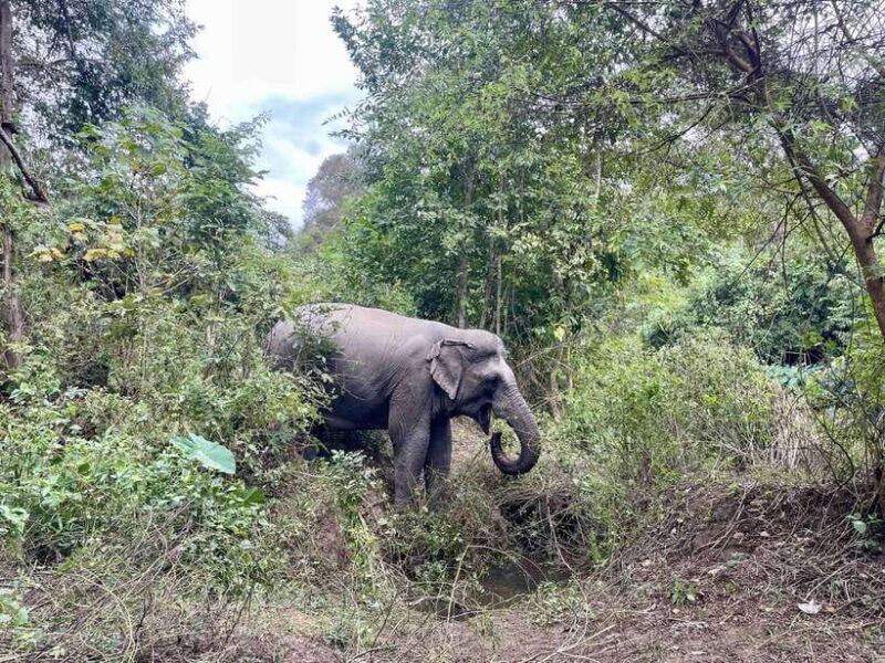 exploring-don-village-yok-don-national-park