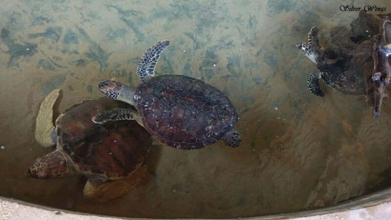 exploring-galle-madu-river-turtle-hatchery-adventure