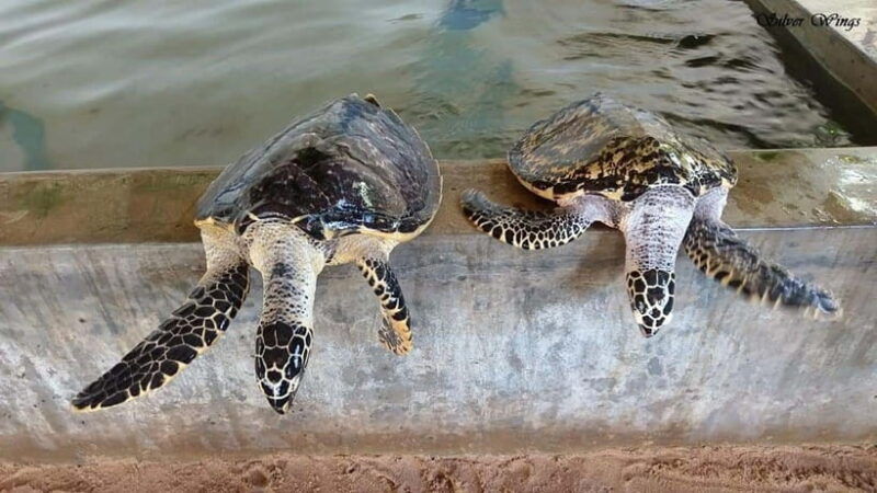 exploring-galle-madu-river-turtle-hatchery-adventure