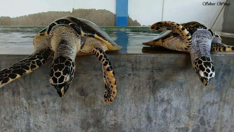 exploring-galle-madu-river-turtle-hatchery-adventure