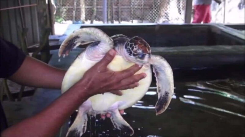 exploring-galle-madu-river-turtle-hatchery-adventure