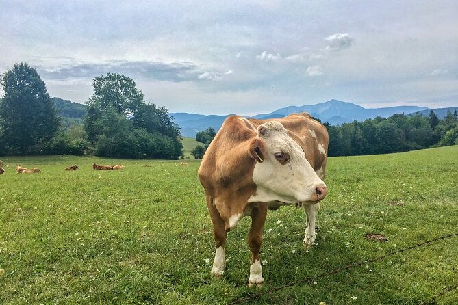 exploring-the-gutenstein-alps
