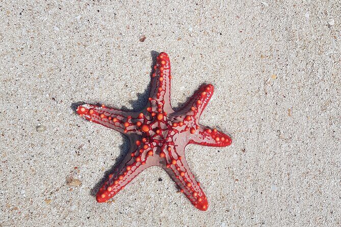 Exploring the Hidden Gems of Zanzibar - Who Should Consider This Tour?
