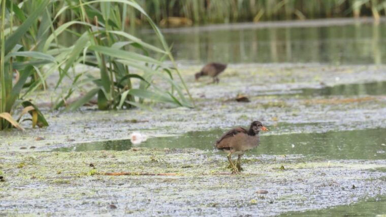 exploring-the-magic-of-the-danube-delta-through-photo-lenses