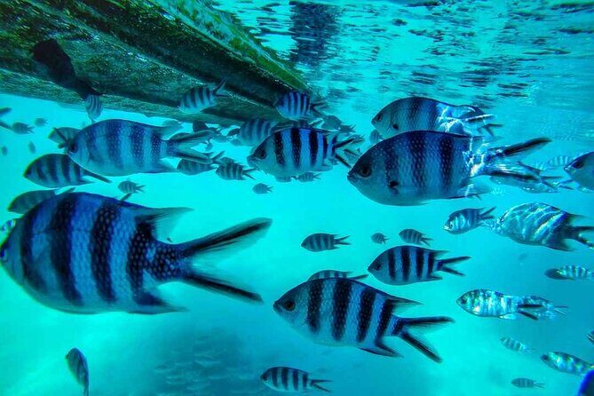 Exploring the Magnificent East of Mauritius: Full-day incl Blue Bay Marine Park - Key Points