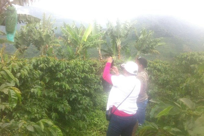 express-half-day-coffee-tour