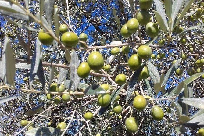 extra-virgin-olive-oil-experience