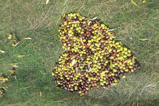 extra-virgin-olive-oil-experience