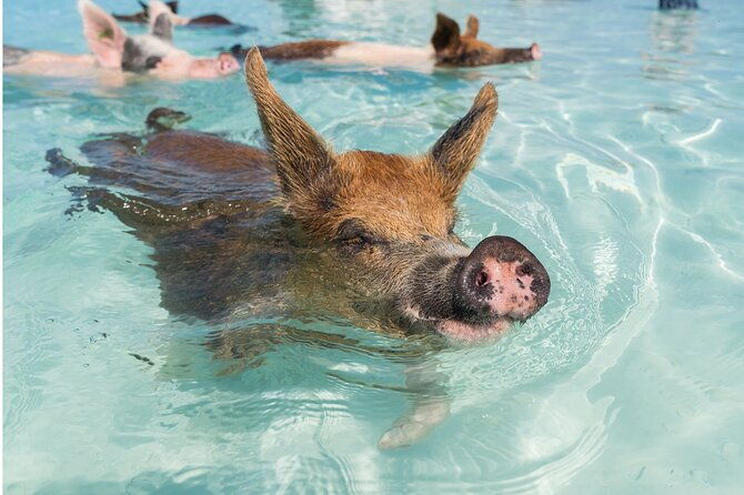 exuma-powerboat-tour-from-nassau-with-swimming-pigs