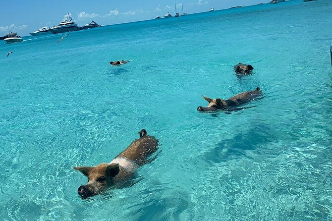exuma-powerboat-tour-from-nassau-with-swimming-pigs
