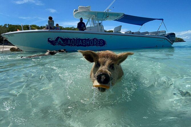 exuma-powerboat-tour-from-nassau-with-swimming-pigs
