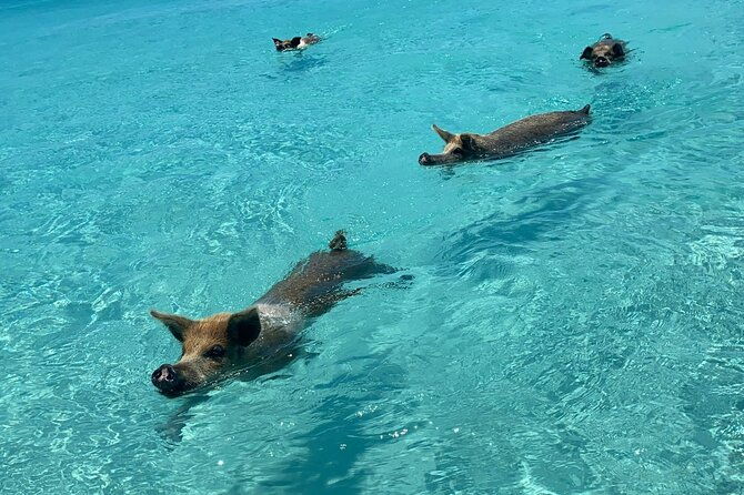 exuma-powerboat-tour-from-nassau-with-swimming-pigs