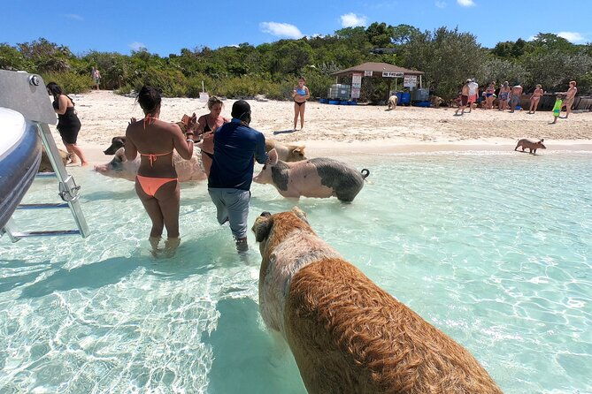 exuma-swimming-pigs-full-day-boat-tour