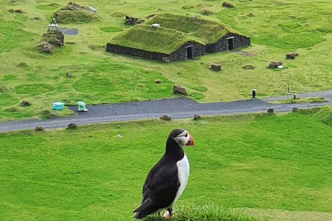 eyjascooter-puffin-tour-in-iceland