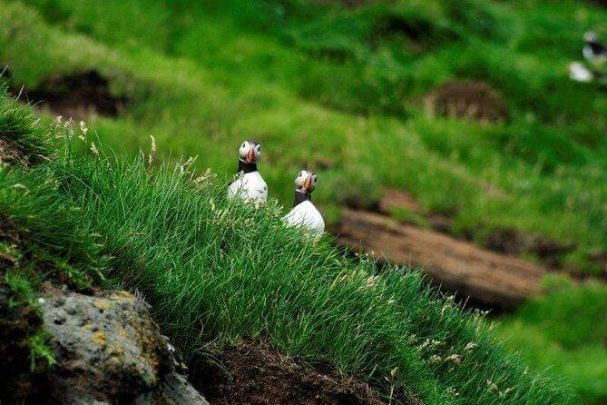 eyjascooter-puffin-tour-in-iceland