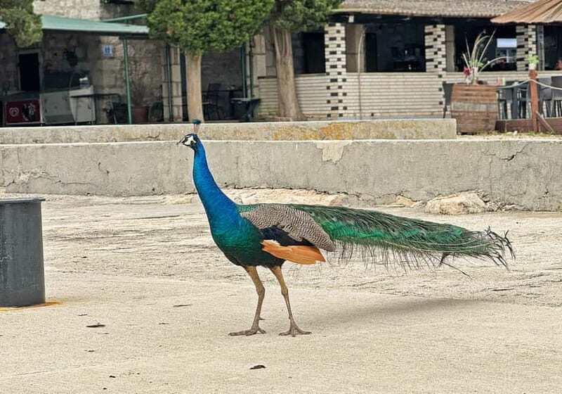 Faana: Brijuni Islands Cruise with Peacock Island Stop - Key Points