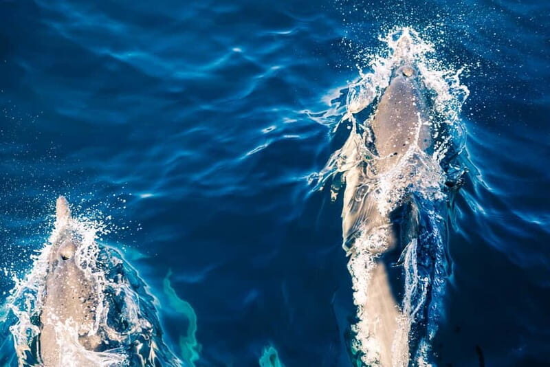 FAANA: DOLPHIN SAFARI - Exploring the FAANA Dolphin Safari: A Captivating Croatian Coast Experience
