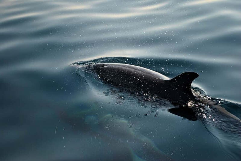 FAANA: DOLPHIN SAFARI - Key Points