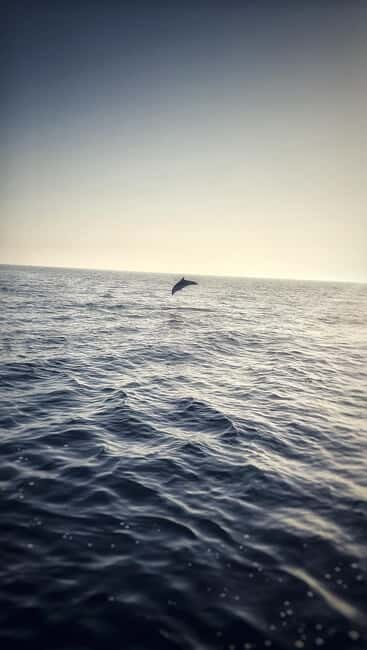 Faana: Dolphin & Sunset - The Sum Up