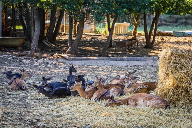 Faana/Pula: Guided 2-Hour Istrian Escape Buggy Tour - Final Words: Why This Tour Is a Great Choice