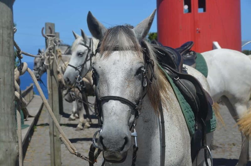 Faial Island: Horseback Riding on Lusitano Trail - Practical Tips for Your Horseback Ride