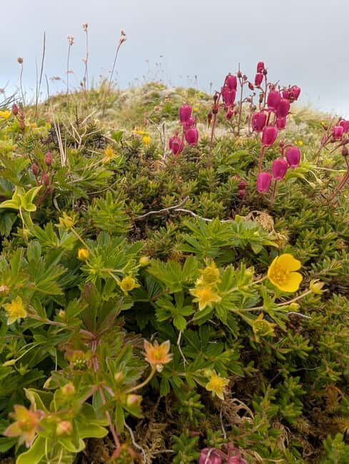 Faial: Private 4WD Full Day Island Tour with Local Guide - FAQ