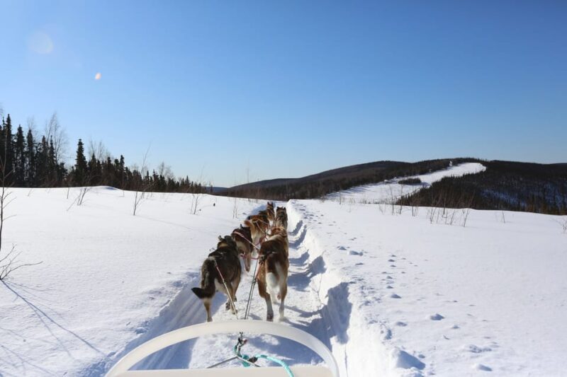 Fairbanks: 1-Hour Alaskan Winter Dog Sledding Adventure - Key Points