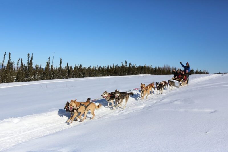 Fairbanks: 1-Hour Alaskan Winter Dog Sledding Adventure - A Close Look at Fairbanks’ Dog Sledding Tour