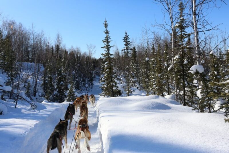 Fairbanks: 1-Hour Alaskan Winter Dog Sledding Adventure - Who Will Enjoy This Tour?