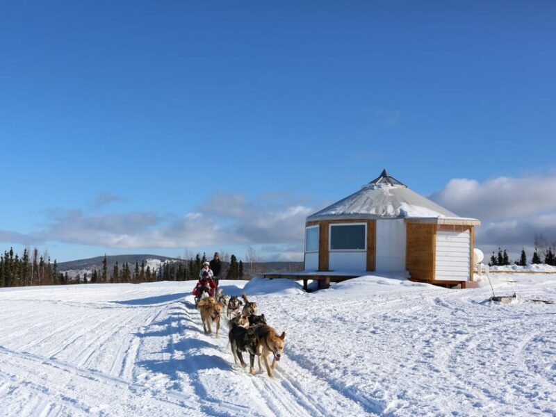 Fairbanks: 1-Hour Alaskan Winter Dog Sledding Adventure - Final Thoughts